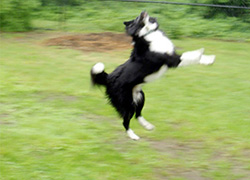 a dog moving quickly to catch a frisby