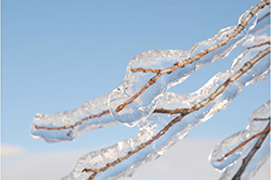 ice freezing on a branch