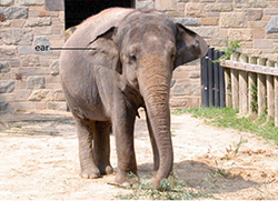 an elephant with a pointer at its ear