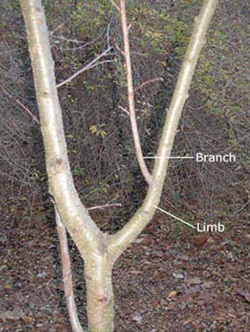 a tree with a branch